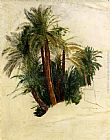 Trees Canvas Paintings - Study Of Palm Trees